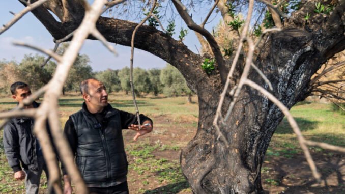 İzmir’de Yangından Zarar Gören Zeytin Ağaçları Küllerinden Doğacak