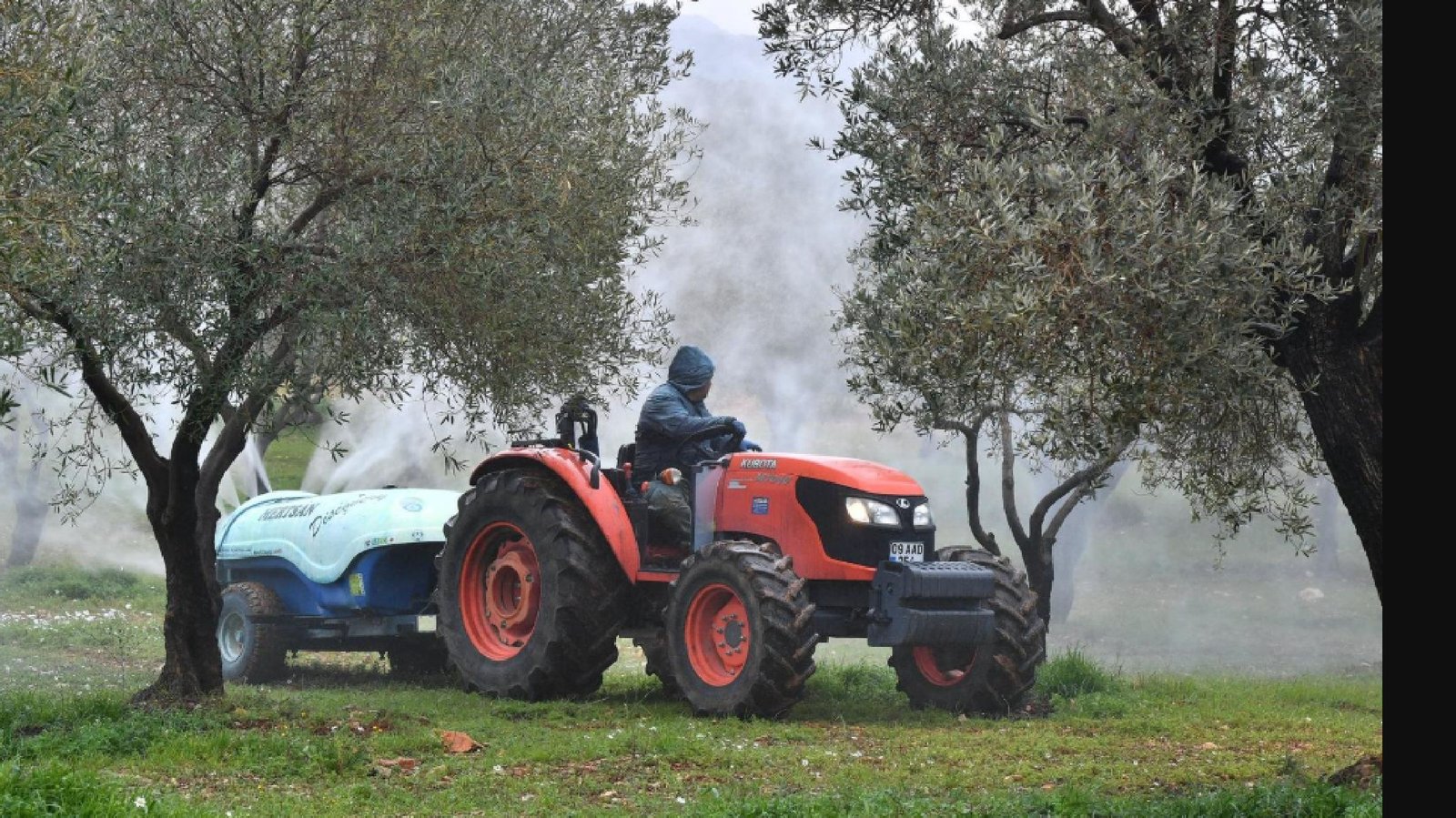 İzmir, Yarımada Zeytini İçin 3,6 Ton Bordo Bulamacı Dağıttı
