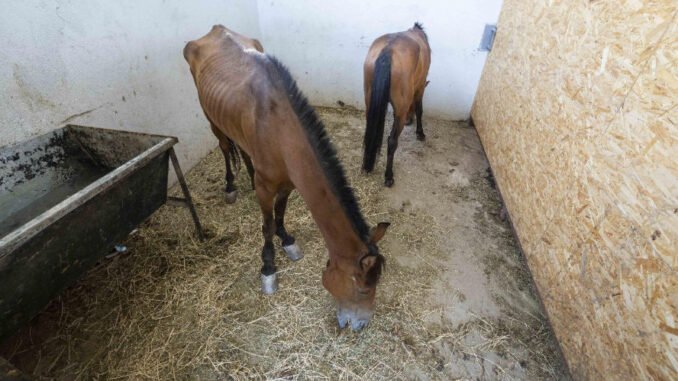 Buca’da Aç ve Susuz Bırakılan 3 At, Pako Kampüsü’ne Nakledildi