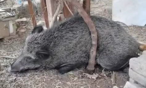 İzmir’de Yaralı Domuz Tedavisinin Ardından Doğaya Döndü