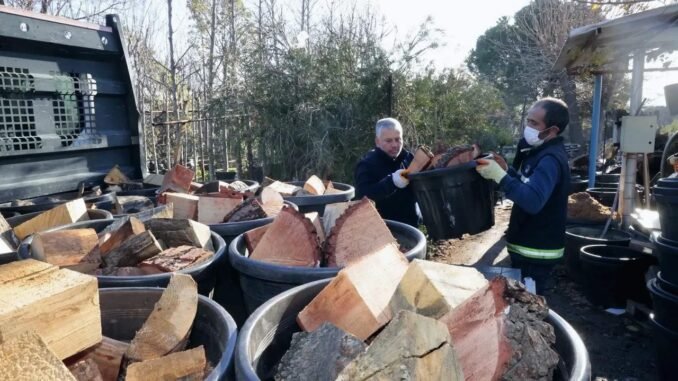Konak’ta Budanan Ağaçlar 250 Aileyi Isıttı - Merhaba İzmir